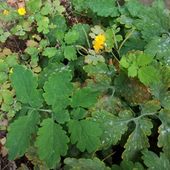 Chelidonium majus