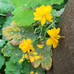 Chelidonium majus