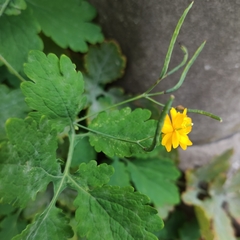Chelidonium majus