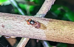 Rhingia