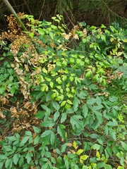 Laserpitium latifolium