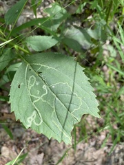 Liriomyza eupatoriella