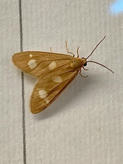 Dysauxes famula