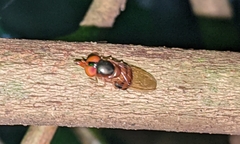 Rhingia