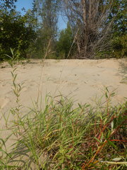 Bromus pumpellianus