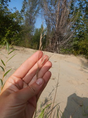Bromus pumpellianus