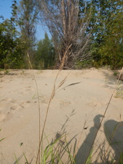 Bromus pumpellianus