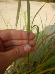 Bromus pumpellianus