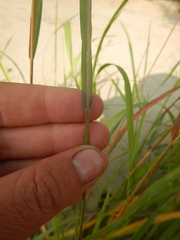 Bromus pumpellianus