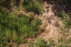 Oncosiphon grandiflorus