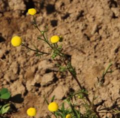 Oncosiphon grandiflorus