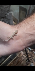 Hemidactylus mabouia