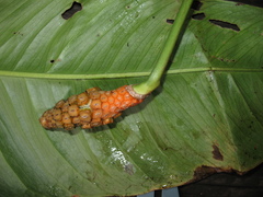 Monstera obliqua
