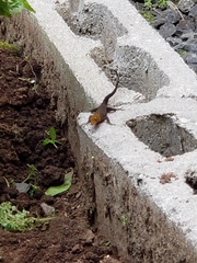 Gonatodes albogularis