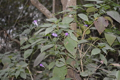 Ruellia matagalpae