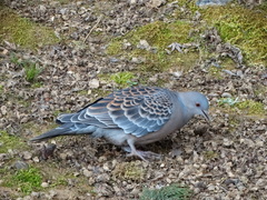 Streptopelia orientalis