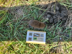 Microtus pennsylvanicus image
