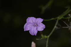 Ruellia matagalpae