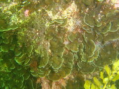 Exallosorus harveyanus