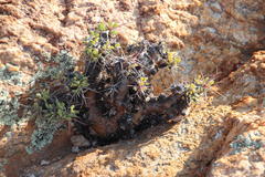 Othonna euphorbioides
