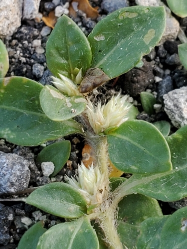 Washerwoman (Alternanthera caracasana)