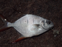 Trachinotus rhodopus