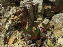 Epilobium crassum