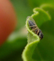 Technomyrmex pallipes