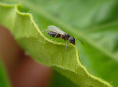 Technomyrmex pallipes