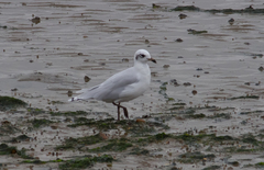 Chroicocephalus ridibundus