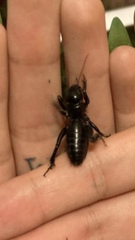 Stenopelmatus minor