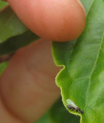 Technomyrmex pallipes