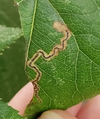 Stigmella anomalella