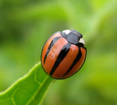 Cheilomenes propinqua