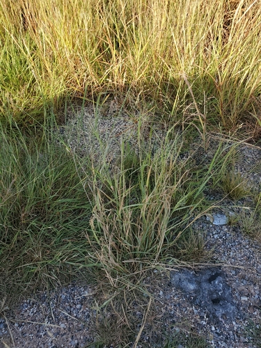 Image of Panicum coloratum by (c) Jo Roberts, some rights reserved (CC BY)