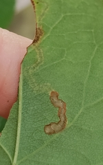 Stigmella anomalella