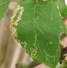 Stigmella anomalella