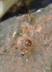 Pheidole