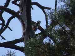 Dendrocopos major