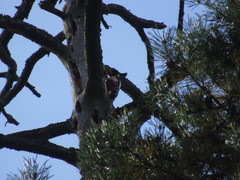 Dendrocopos major