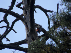 Dendrocopos major