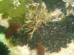 Bifurcariopsis capensis