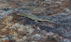 Platysaurus capensis