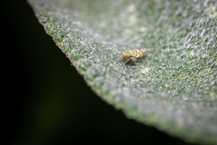 Eupteryx decemnotata