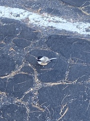 Poecile atricapillus