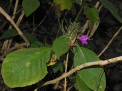Ruellia inundata