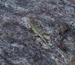 Platysaurus capensis