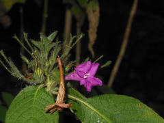 Ruellia inundata