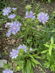 Stokesia