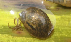 Amphipepleinae